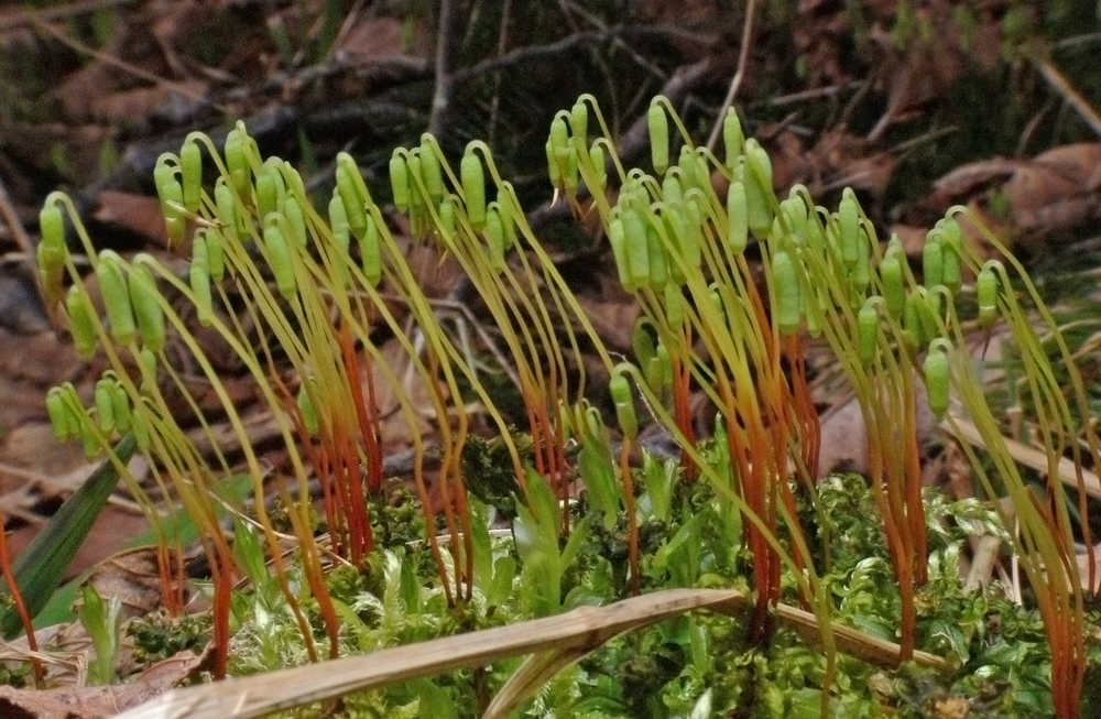 In this photo, spore capsules of an unidentified moss can be seen.