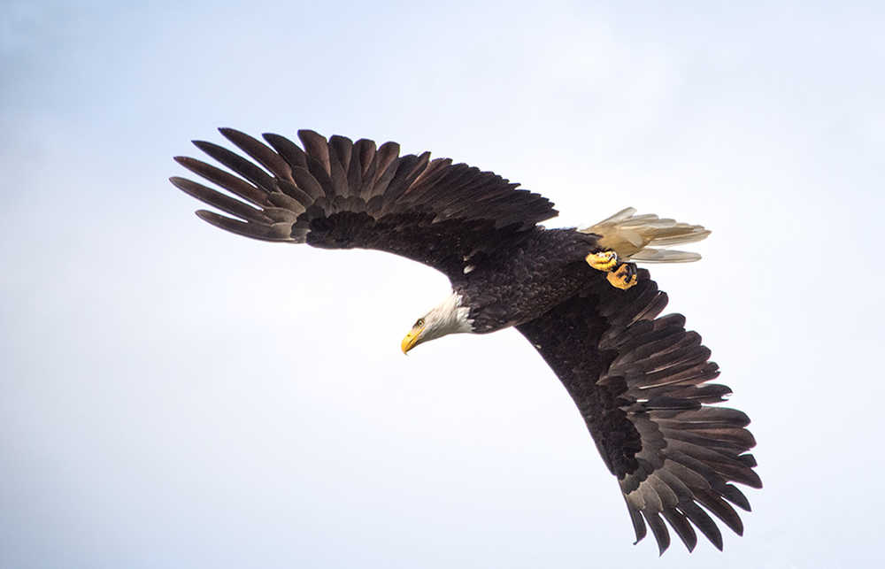 A bald eagle soars above the lens of Kenneth J. Gill in Juneau.