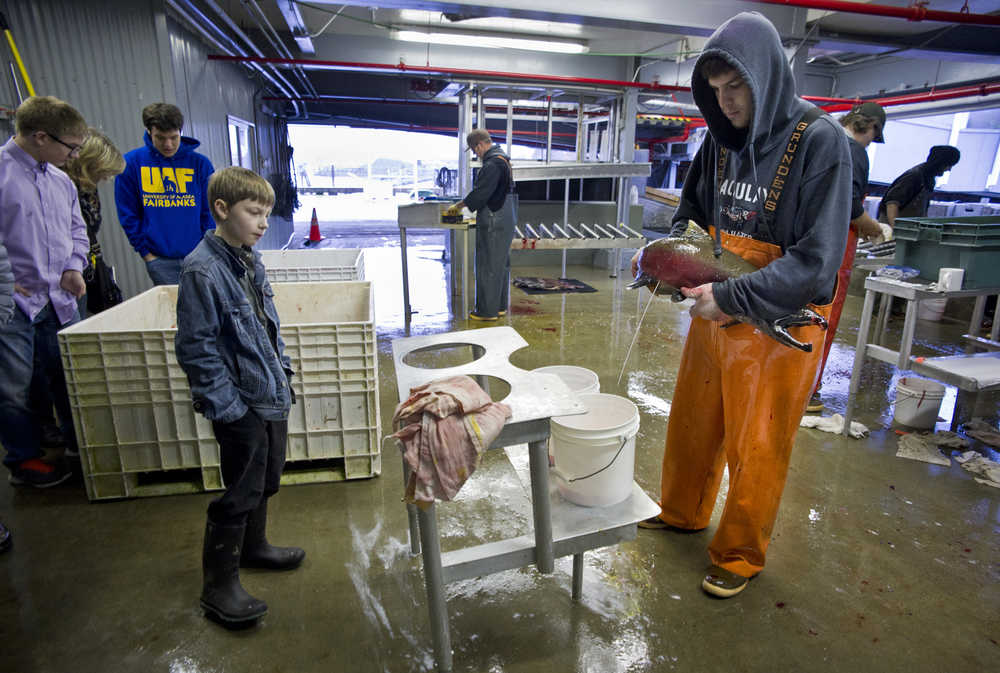 Kye Stensrud, left, a sixth-grader in the  Raven Correspondence School program, watches fish technician Kyler Baines squeeze the milt from a male coho salmon into buckets containing eggs removed from females at the Macaulay Salmon Hatchery on Thursday. The students visit is part of the hatchery's Fall Salmon Education Program for students preschool through middle school.