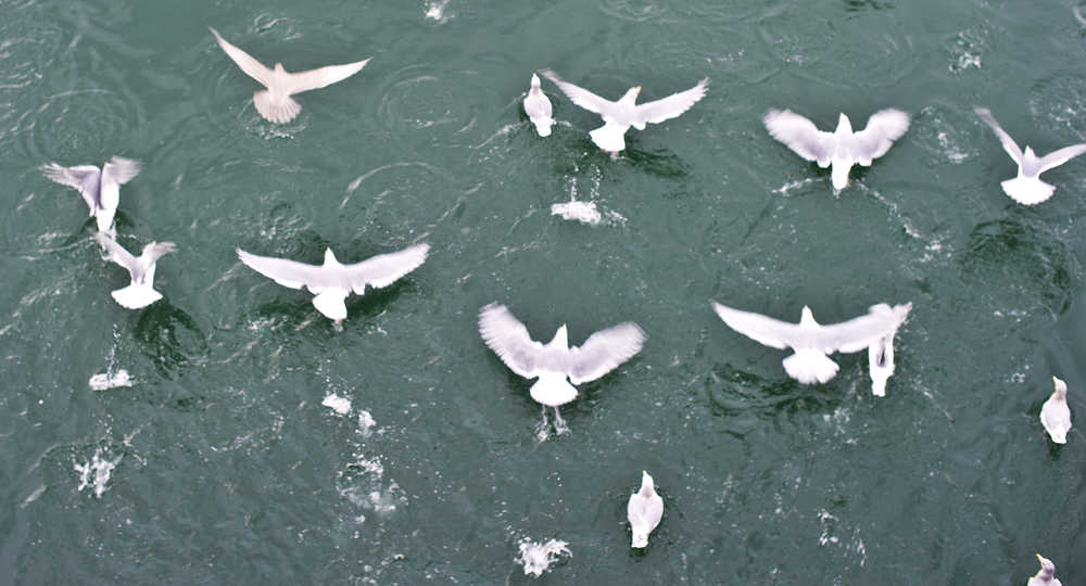 Gulls feed in the water in front of the Alaska Steam Ship Dock on Friday.