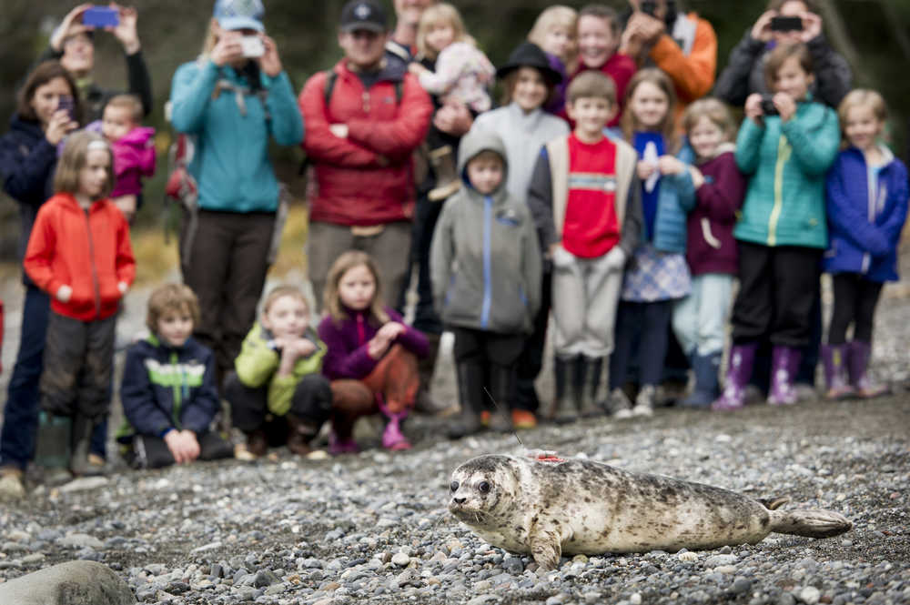 Local families watch the release of "Heli," a four-month-old female harbor seal at False Outer Point on Monday. Heli was found on July 20 suffering from a high temperature, dehydration, maternal neglect and multiple puncture wounds. She was flown to the Alaska SeaLife Center in Seward for rehabilitation.