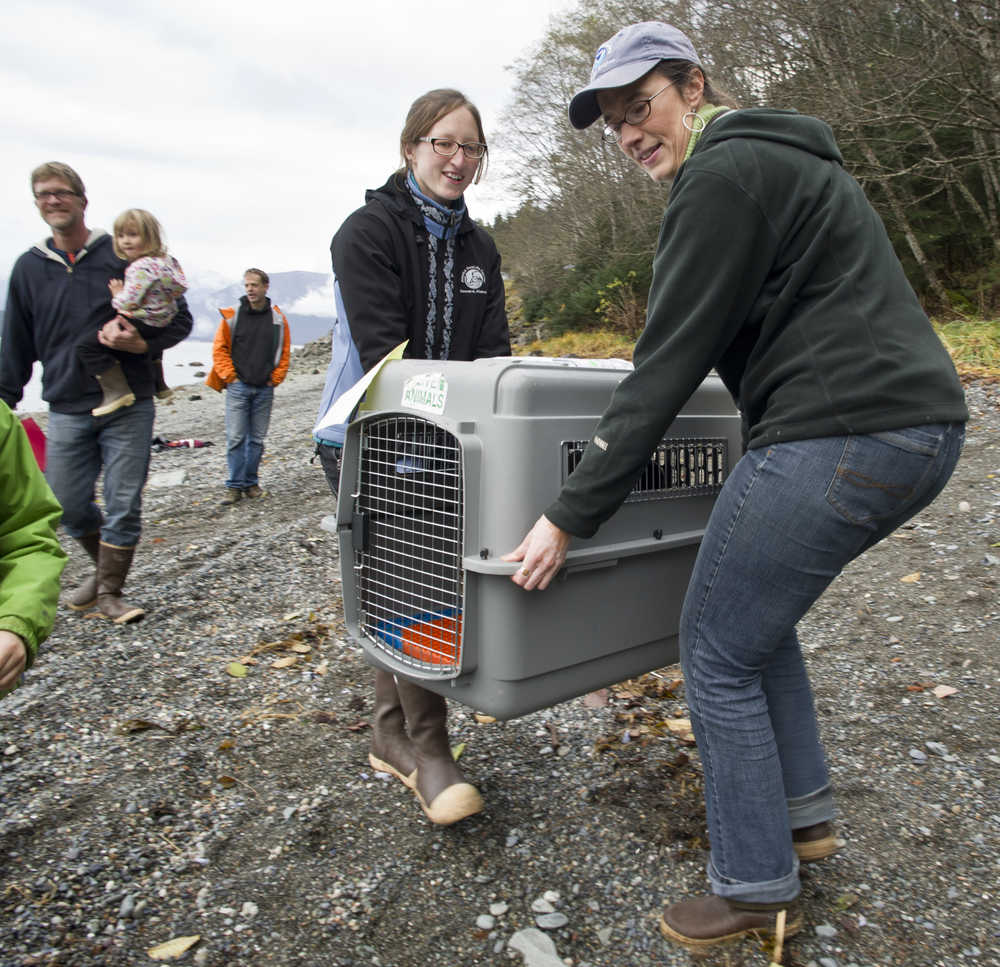 Aleria Jensen, Marine Mammal Stranding Coordinator for NOAA, right, and Halley Warner, Marine Mammal Stranding Coordinator for the Alaska SeaLife Center in Seward, carry "Heli," a four-month-old female harbor seal to her release place at False Outer Point on Monday. Heli was found on July 20 suffering from a high temperature, dehydration, maternal neglect and multiple puncture wounds. She was flown to the Alaska SeaLife Center in Seward for rehabilitation.