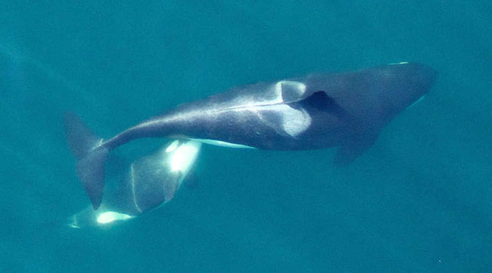 An adult female Southern Resident killer whale (L94) nursing her calf. Lactation is energetically costly for these whales, and future photogrammetry images of the calf's growth and the mother's condition will reveal if the mother is getting enough food to support both herself and the calf. Note the distinctive saddle patch on the mother. This allows scientists to recognize individual whales in photographs.