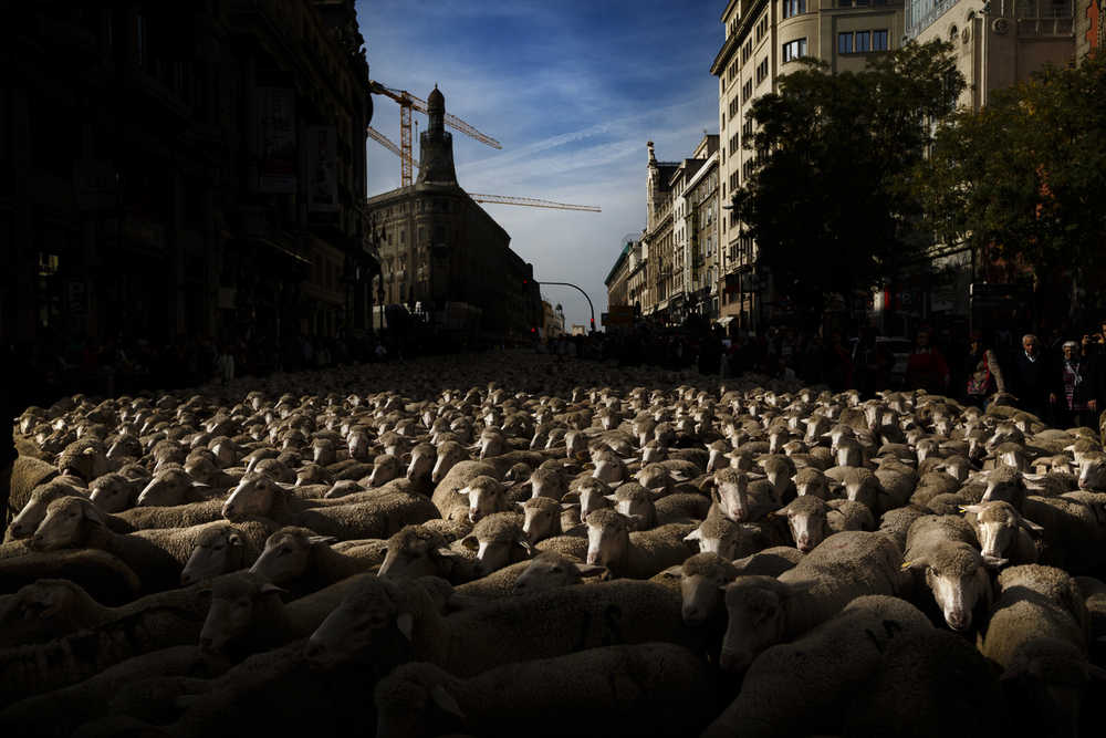 Shepherds lead their sheep through the center of Madrid, Spain on Sunday in defense of ancient grazing, droving and migration rights increasingly threatened by urban sprawl and modern agricultural practices.