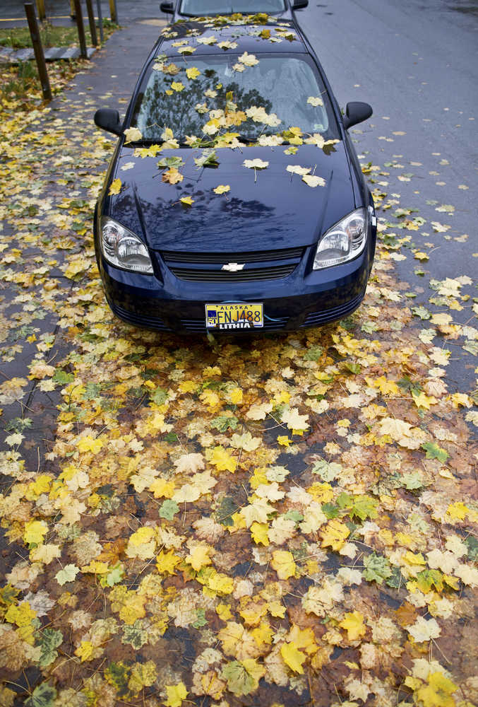 Rain showers bring down maple leaves downtown on 9th Street on Friday.