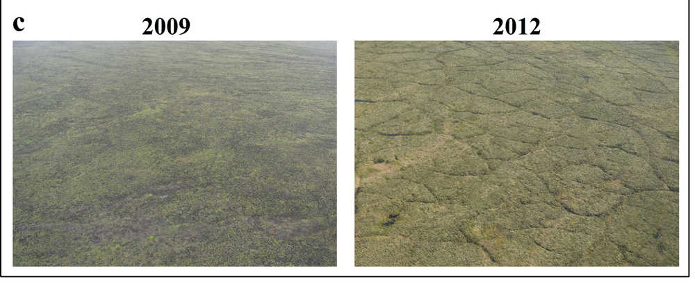 Tundra differences due to thawing in the Anaktuvuk River burn area, photos taken four years apart.