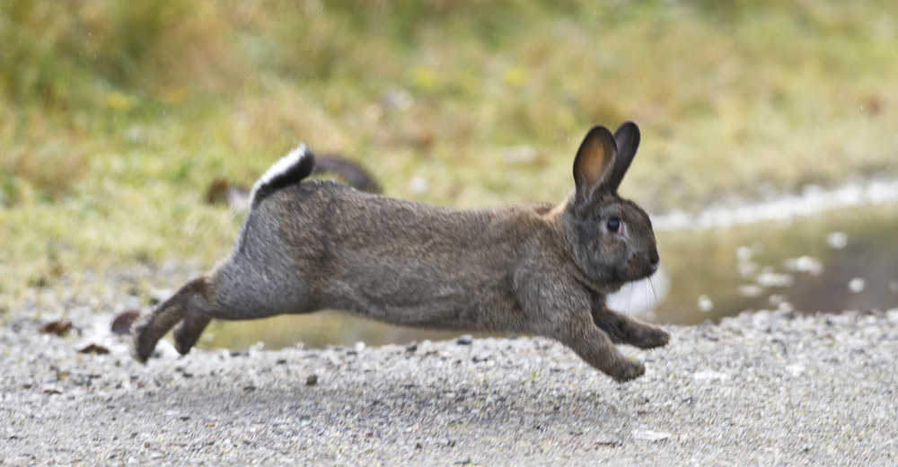 A feral rabbit darts between yards on Long Run Drive on Thursday.