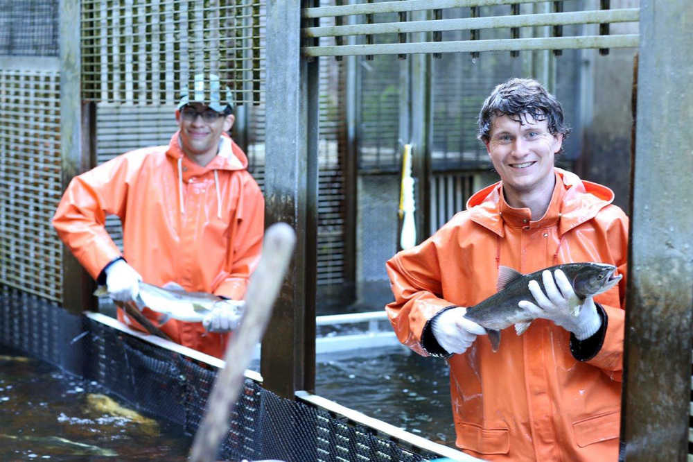 Donavan Bell, UAS B.S. Biology, and biology undergraduate Josh Russell help track returns of spawning salmon at the NOAA Auke Creek Fish Weir.