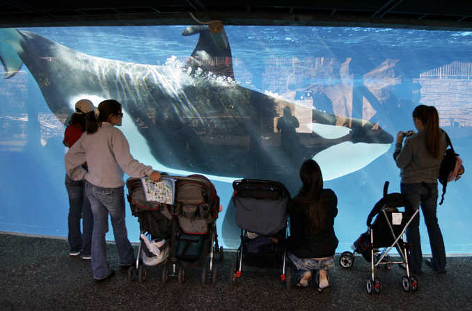 In this Nov. 30, 2006 photo, people watch through glass as a killer whale swims by in a display tank at SeaWorld in San Diego.