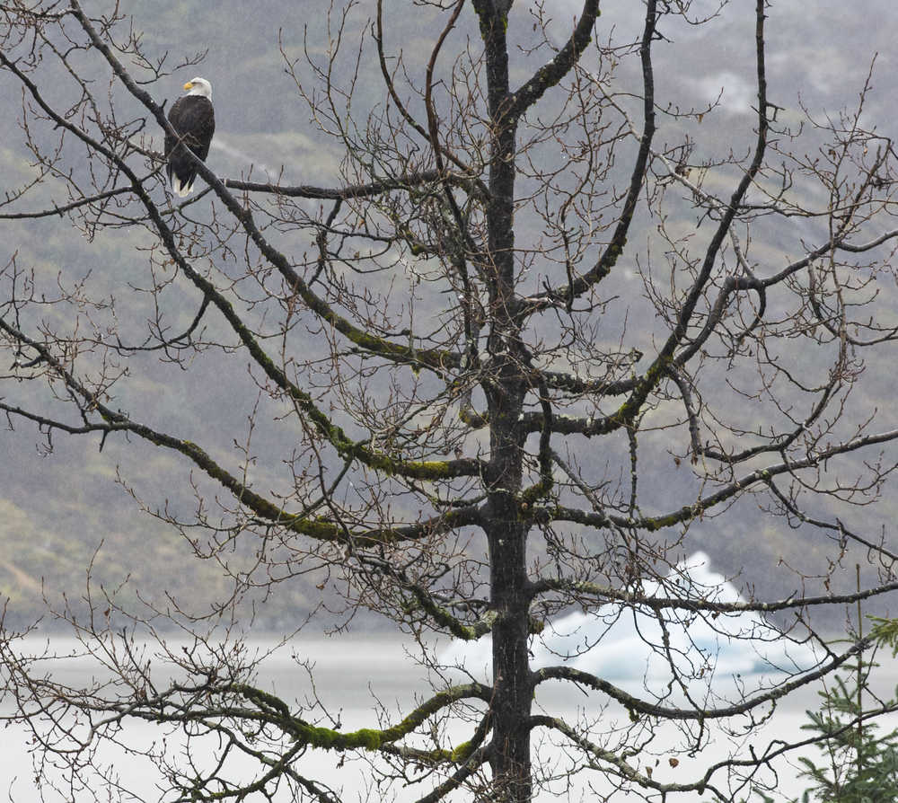 A mature bald eagle keeps watch for silver salmon at the mouth of Steep Creek at Mendenhall Lake on Monday.
