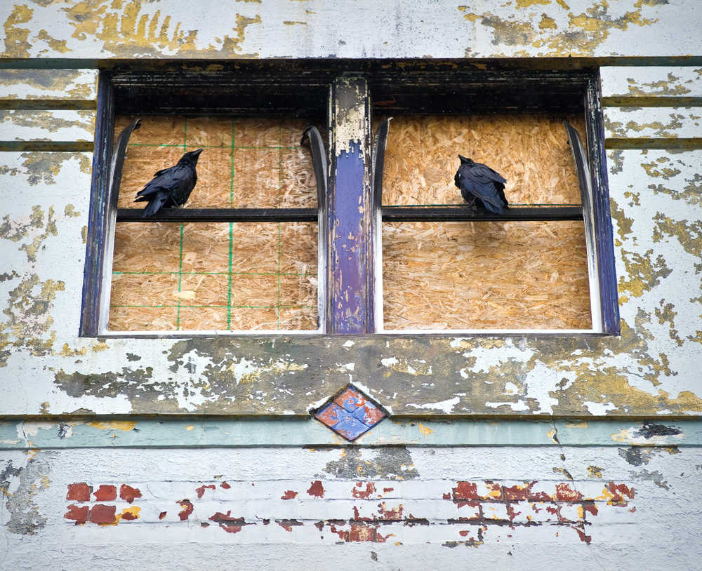 Ravens sit in the boarded up windows on the fourth floor of the Gasitneau Apartments building on Tuesday, July 8, 2014.