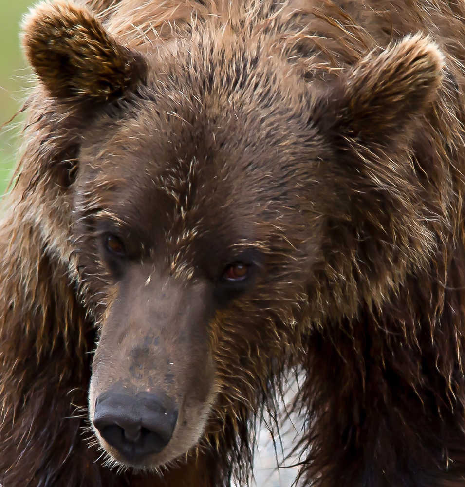 A brown bear makes eye contact with a camera in Denali National Park & Preserve this August.