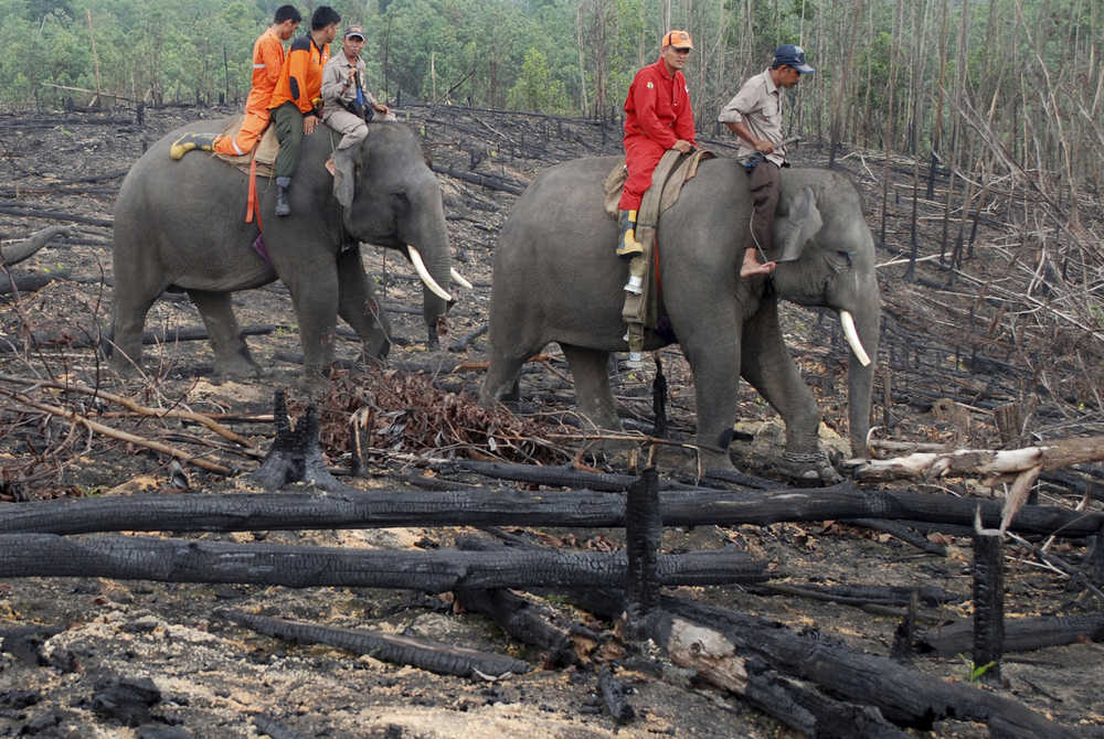 In this Tuesday photo, forestry officials ride on the back of an elephant as they patrol an area affected by forest fire in Siak, Riau province, Indonesia.