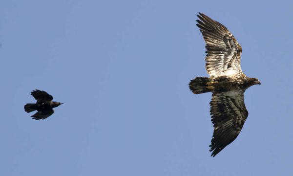 A crow chases an immature bald eagle away from its territory on Shaman Island in May 2015.