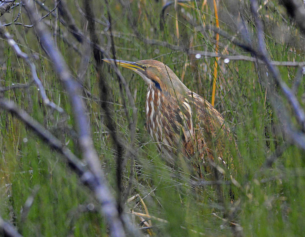 An elusive American bittern hunts and hides in an alder swamp.