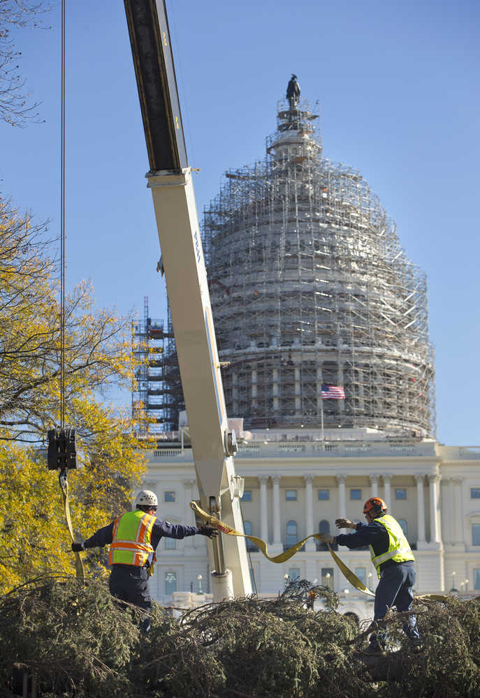 Workers prepare to raise the U.S. Capitol Christmas Tree with a crane on the West Front of the Capitol in Washington, Friday. The 74-foot Lutz Spruce tree is from the Chugach National Forest in Alaska.