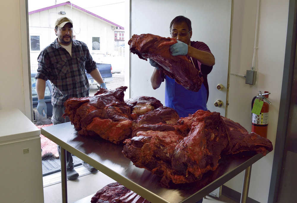 In this Aug. 19 photo, Alaska Department of Fish and Game area biologist Brandon Saito, left, watches as Cyrus Harris from the Hunter Support Program receives musk ox at a meat processing factory in Kotzebue.