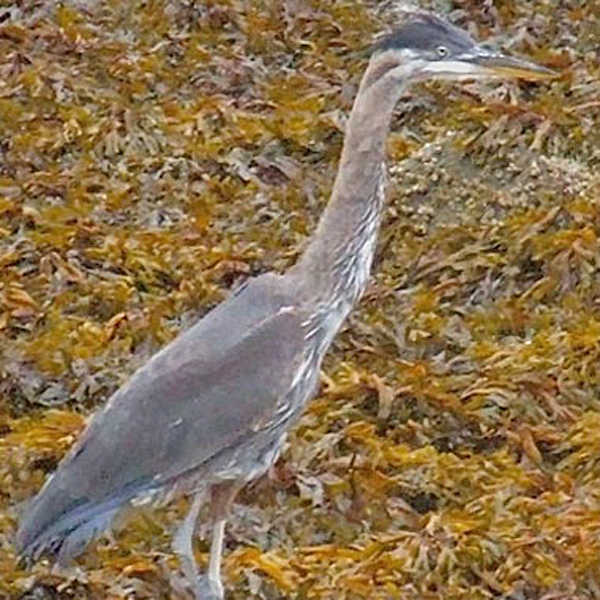 Bleu, a great blue heron rescued on Douglas Island in late August.