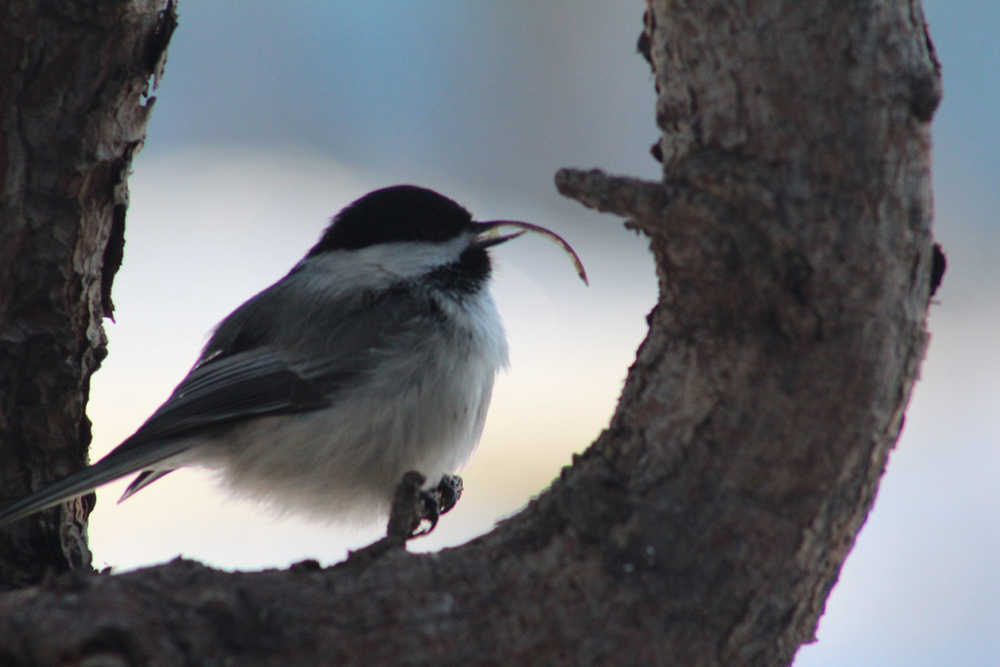 This photo of a chickadee with a deformed beak was taken on Nov. 16 at the residence of Pamela Manley in Kasilof.