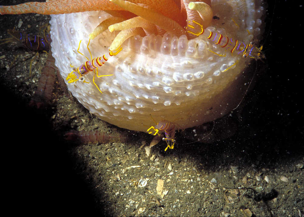 The candy-stripe shrimp often associates with anemones, protected by the tentacles; sometimes it is found with other protectors too. The photographer commonly finds them associated with white anemones in our waters.