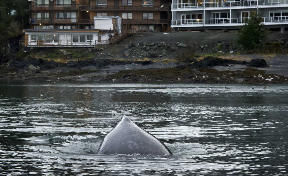 An adult humpback whale swims next to the Don Statter Memorial Boat Harbor in Auke Bay on Monday. A huge amount of herring, polluck and capelin have been keeping a variety of birds and marine mammals feeding in the area for the last two weeks.