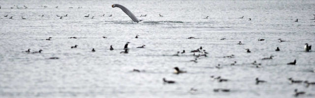 Surrounded by hundreds of common murres, an adult humpback whale shows its pectoral fin as it rolls in the water just outside the Don Statter Memorial Boat Harbor in Auke Bay on Monday. An increase in feed fish, herring, pollock and capelin, have been keeping a variety of birds and marine mammals feeding in the area for the last two weeks.