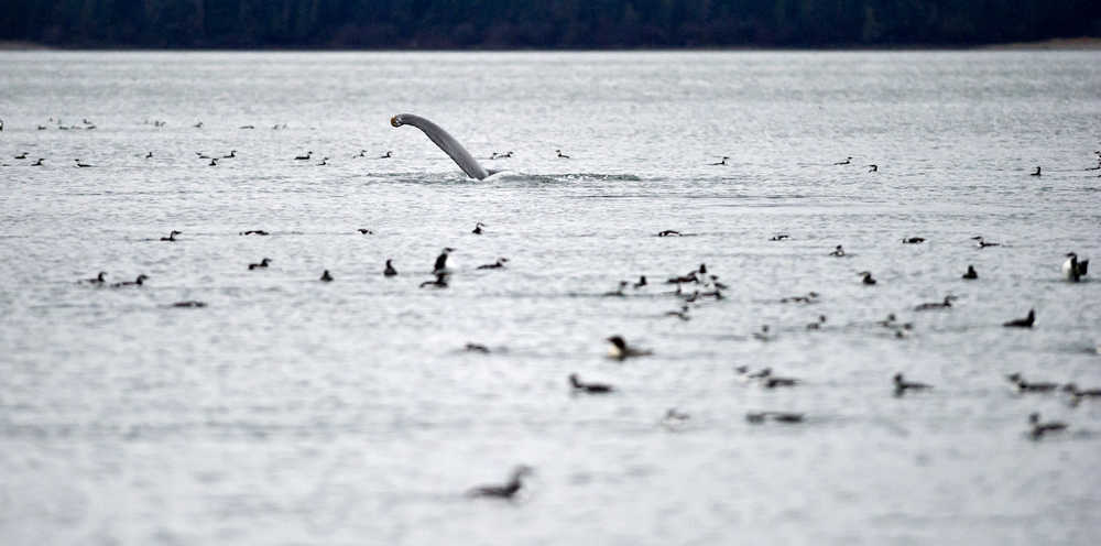 Surrounded by hundreds of common murres, an adult humpback whale shows its pectoral fin as it rolls in the water just outside the Don Statter Memorial Boat Harbor in Auke Bay on Monday. An increase in feed fish, herring, pollock and capelin, have been keeping a variety of birds and marine mammals feeding in the area for the last two weeks.
