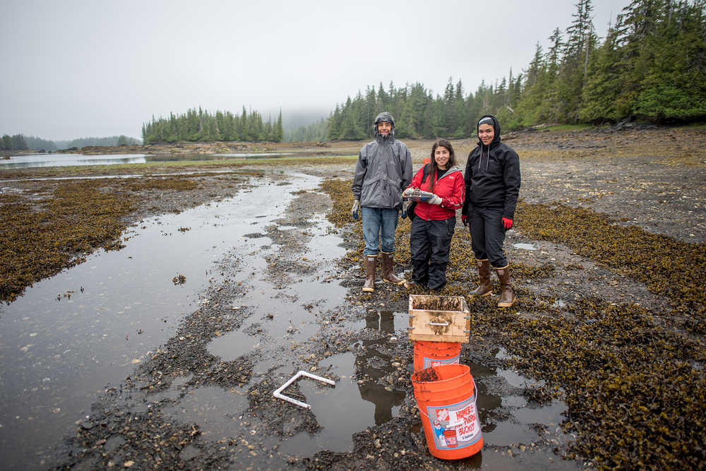 From left to right, Joe Hilaire, Sonia Ibarra, and Melanie Kadake collect butterclams to better understand the local impact of sea otters on shellfish around Hydaburg. Ibarra is pursuing her thesis on otter impacts to rural food security with the University of Alaska, Fairbanks. She also mentors local high school students and partners with the Hydaburg Geoscience Education Program. Hilaire presented on local findings from this research last month at the American Indian Science and Engineering Society Conference. Photo Bob Christianson