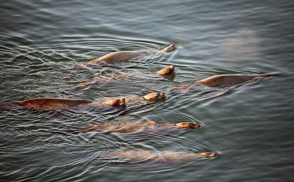 Ten sea lions basked in sunshine and calm waters off Lena Point on Dec. 7.
