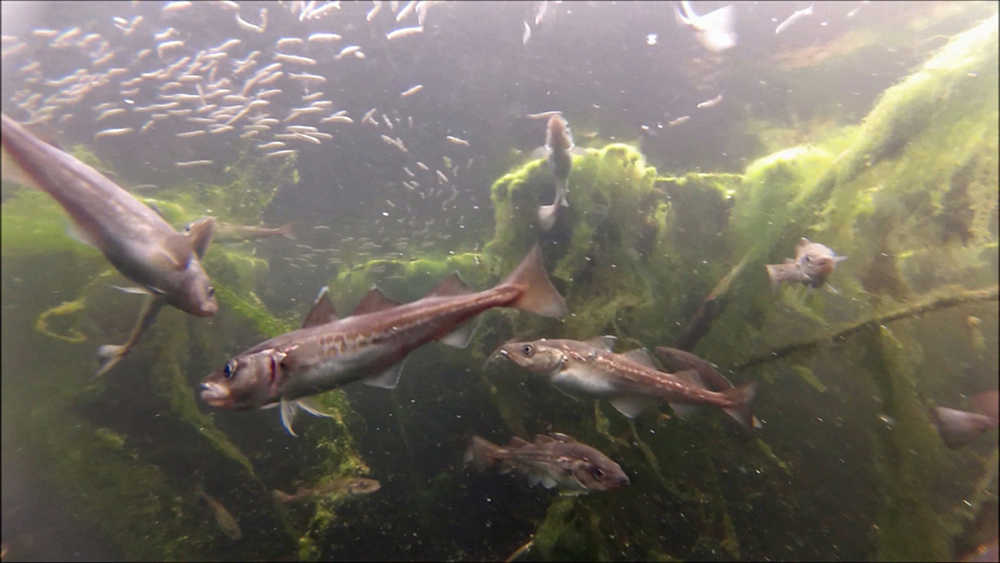 Pollock feeding on young herring: note the bulbous bellies on the pollock, and the hole in the school of herring where the pollock near the surface just attacked.