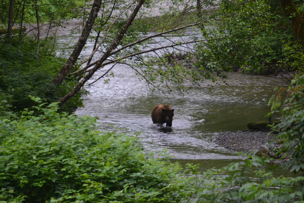 A brown bear walks up Pack Creek on Admiralty Island.