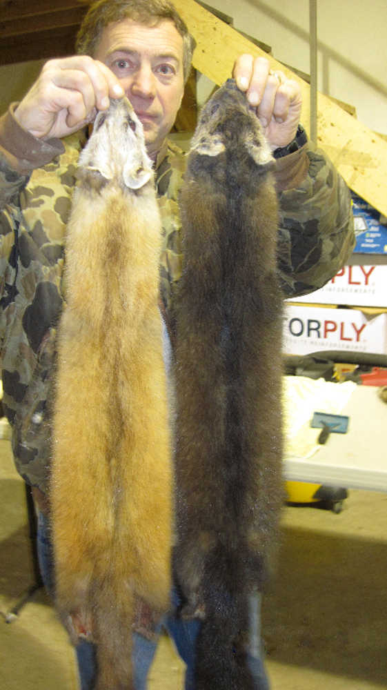 Pacific marten and American marten. Pacific marten tend to be yellowish-orange in color, and American marten darker brown. The fur is typically marketed as sable.