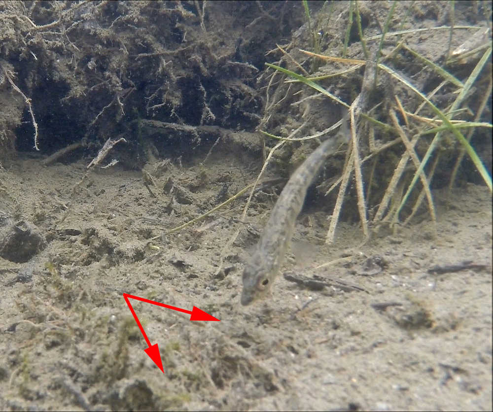 A male stickleback fans his nest, increasing the flow of oxygen to the eggs. The nest is marked by arrows.
