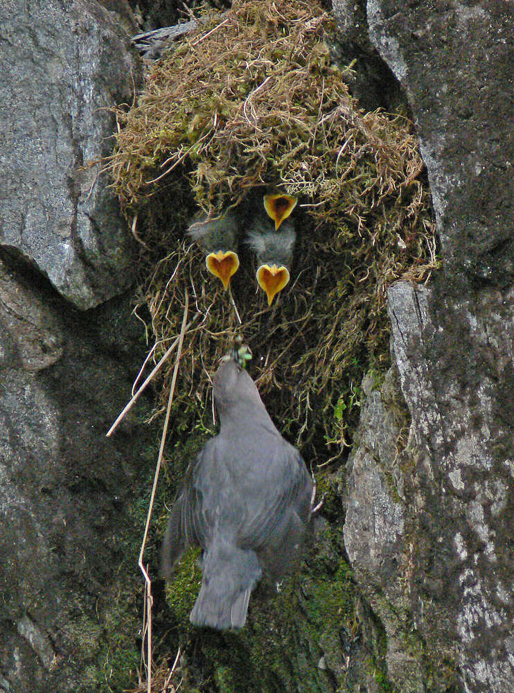 An adult dipper brings prey to begging chicks. Both male and female busily tend the chicks.