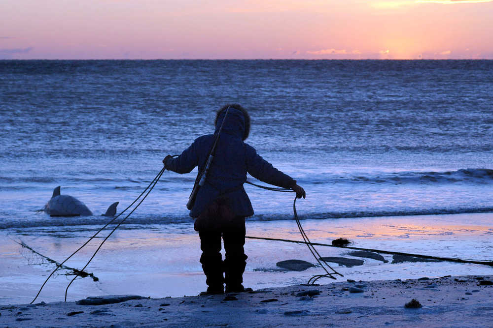 In this Nov. 8, 2005 photo, Inuit hunter Karlin Itchoak coils the rope of a subsistence net after pulling in a beluga whale as the sun sets at Cape Nome near Nome. The environment is changing and the Inuit, who consider themselves a part of it, want measures taken to protect their culture.