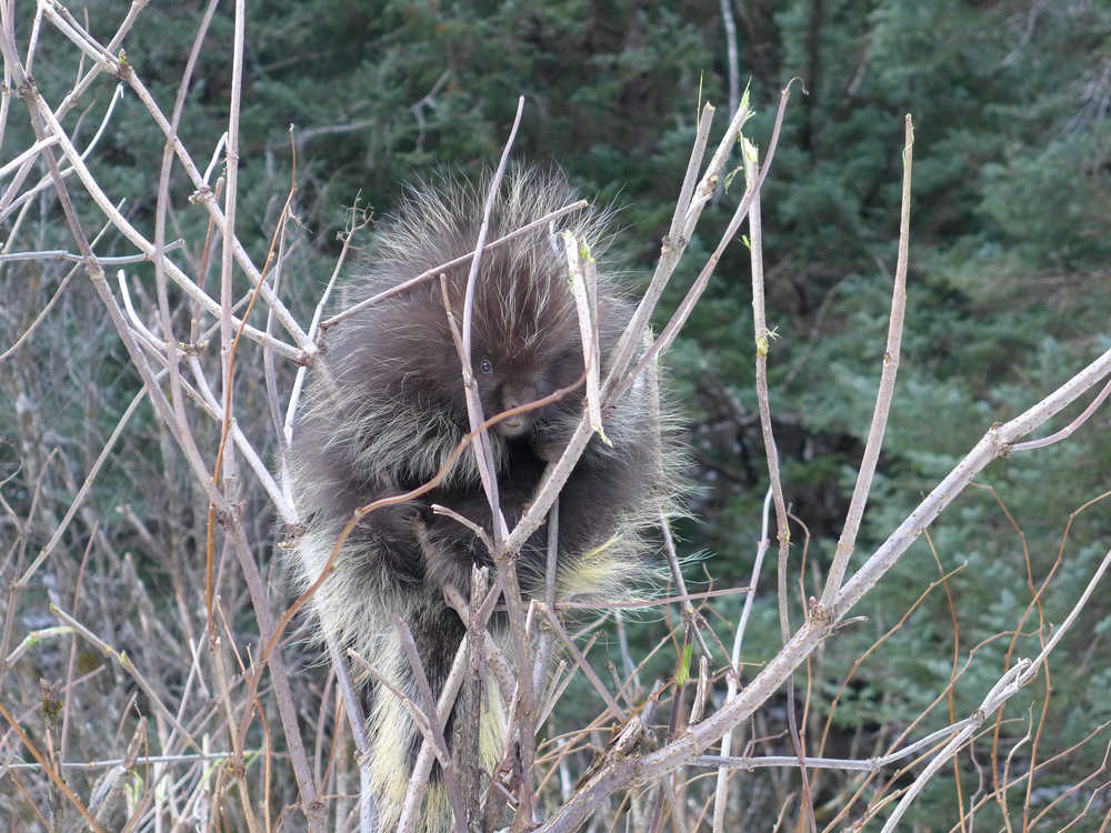 A young porcupine sits in an elderberry bush, whose broken twigs indicate the source of recent snacks.