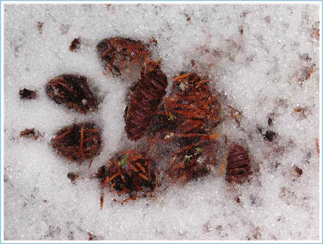 A wolf's track melts the frosty snow, revealing old evergreen needles on the Crow Hill Trail on Dec. 16.
