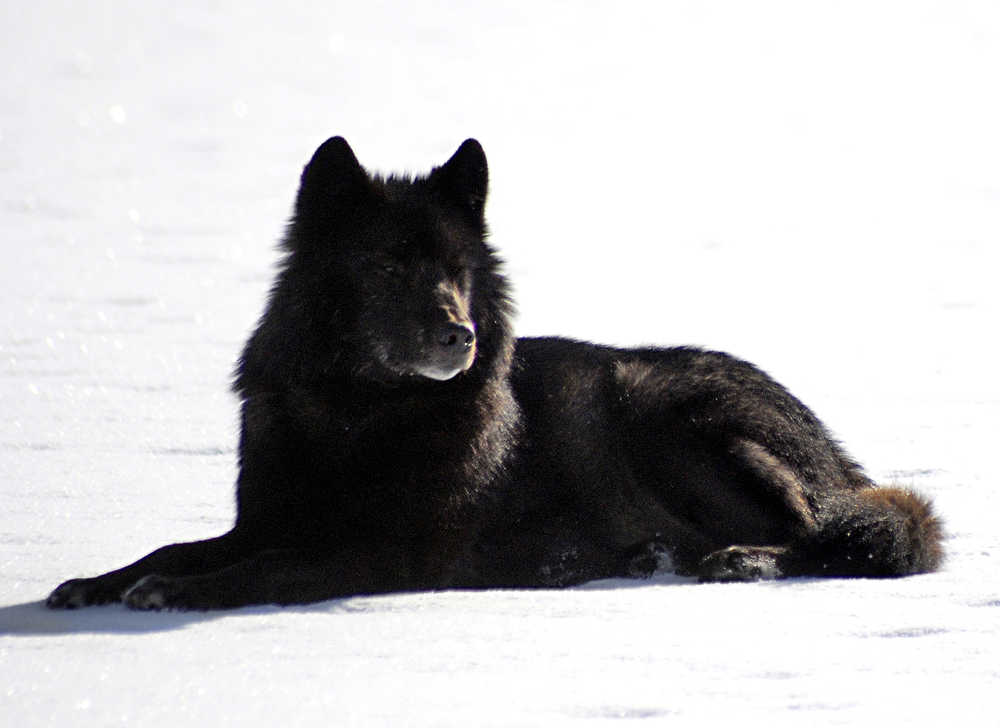 In this undated photo, an Alexander Archipelago wolf is shown on Prince of Wales Island. The U.S. Fish and Wildlife Service announced Tuesday that while the number of Alexander Archipelago wolves is dropping on Prince of Wales Island, wolf populations are stable elsewhere in Southeast Alaska and rising in British Columbia.