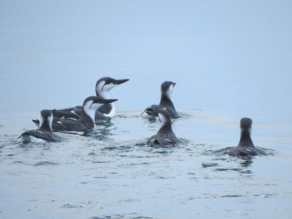 Common murres swim in Auke Bay in December. Juneau birders found 159 common murres on their annual count day. The birds have recently been showing up in interior Alaska, some underweight.