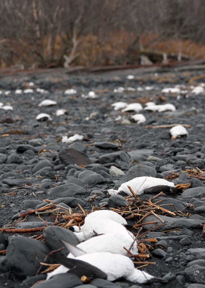In this Thursday photo, dead common murres lie on a rocky beach in Whittier. Federal scientists in Alaska are looking for the cause of a massive die-off of one of the Arctic's most abundant seabirds, the common murre.