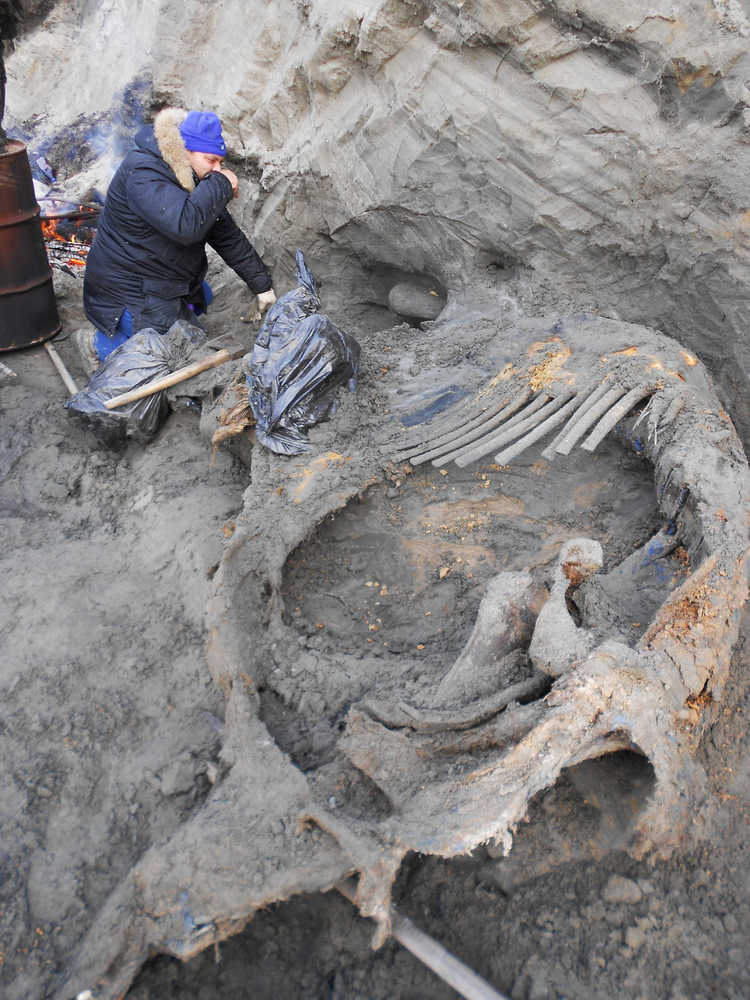 In this undated photo provided by researchers on Tuesday, volunteer Sergey Gorbunov works at the excavation site of a mammoth carcass in northern Russia's Siberia region near the Kara Sea.
