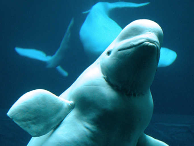 In Cook Inlet, some groups are asking what oil and gas development may do to beluga whale habitat.