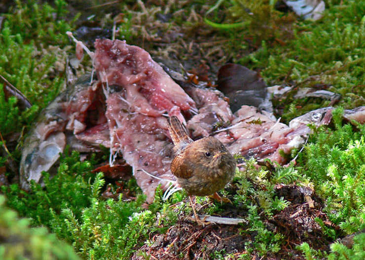 A winter wren at the remains of a salmon. Sometimes, they and other birds pick maggots from the carcasses.