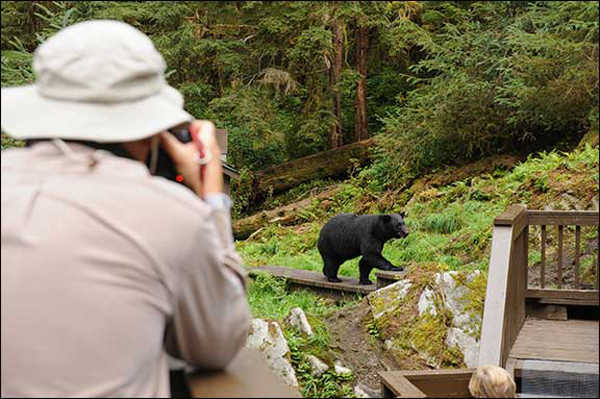 The Anan Wildlife Observatory is located 30 miles southeast of the town of Wrangell. Anan Creek has the largest run of pink salmon in Southeast Alaska, which supports the high density of black and brown bears. The facilities consists of a covered viewing shelter, decks, photo blind, and an outhouse.
