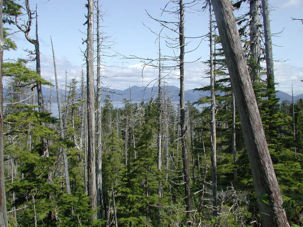 Surviving western and mountain hemlock at Goose Cove, Peril Strait, Alaska appear as green trees among the numerous dead yellow-cedar trees, illustrating a successional shift in tree species in response to yellow-cedar decline.