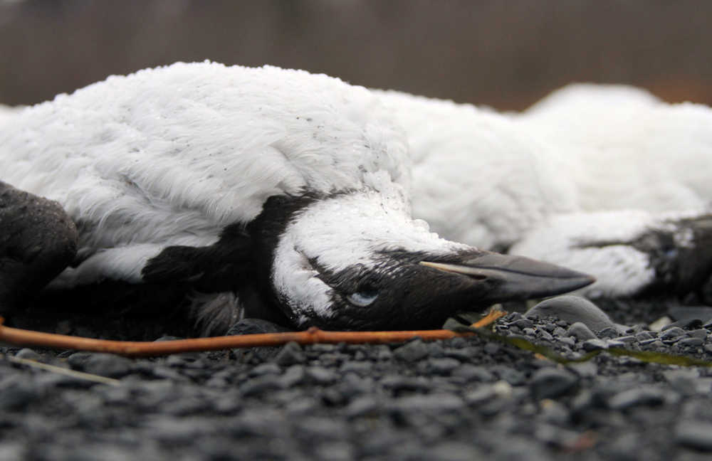 This photo taken Jan. 7, shows dead common murres on a rocky beach in Whittier.
