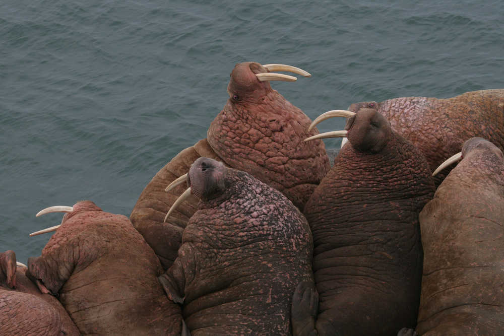 Pacific walrus on Round Island, a big haulout for the animals.