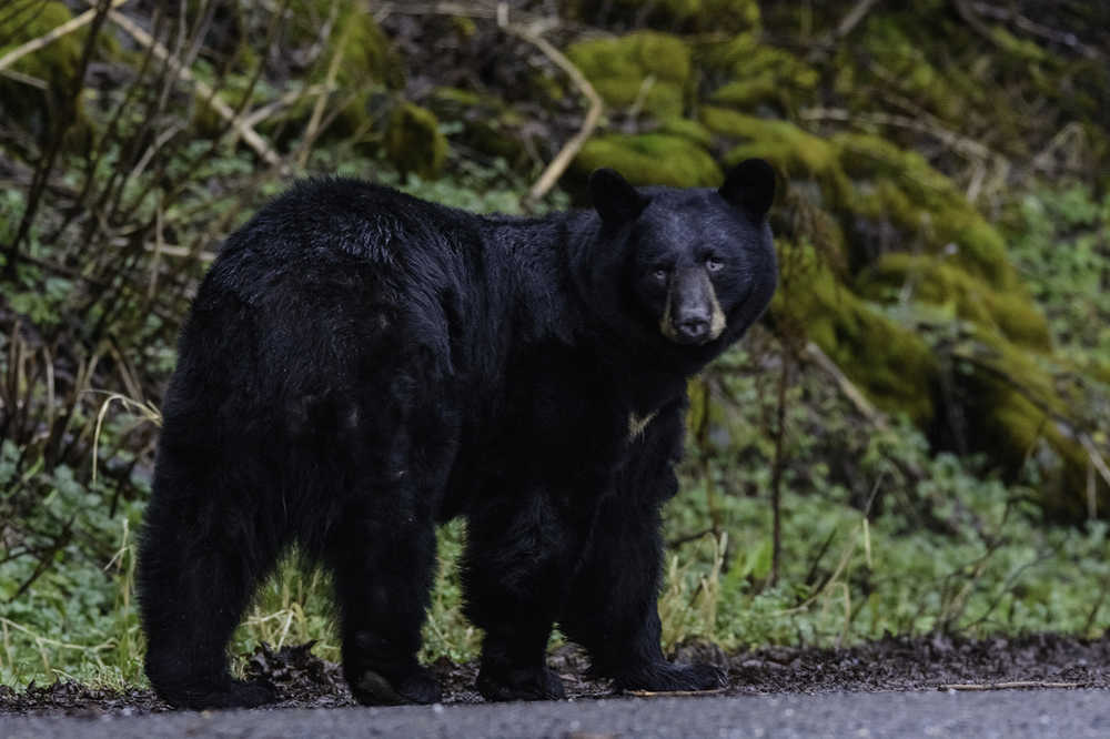 Three bears have recently been seen out and about in Juneau - this one, near the Auke Bay ferry terminal, one on Back Loop, and one downtown.