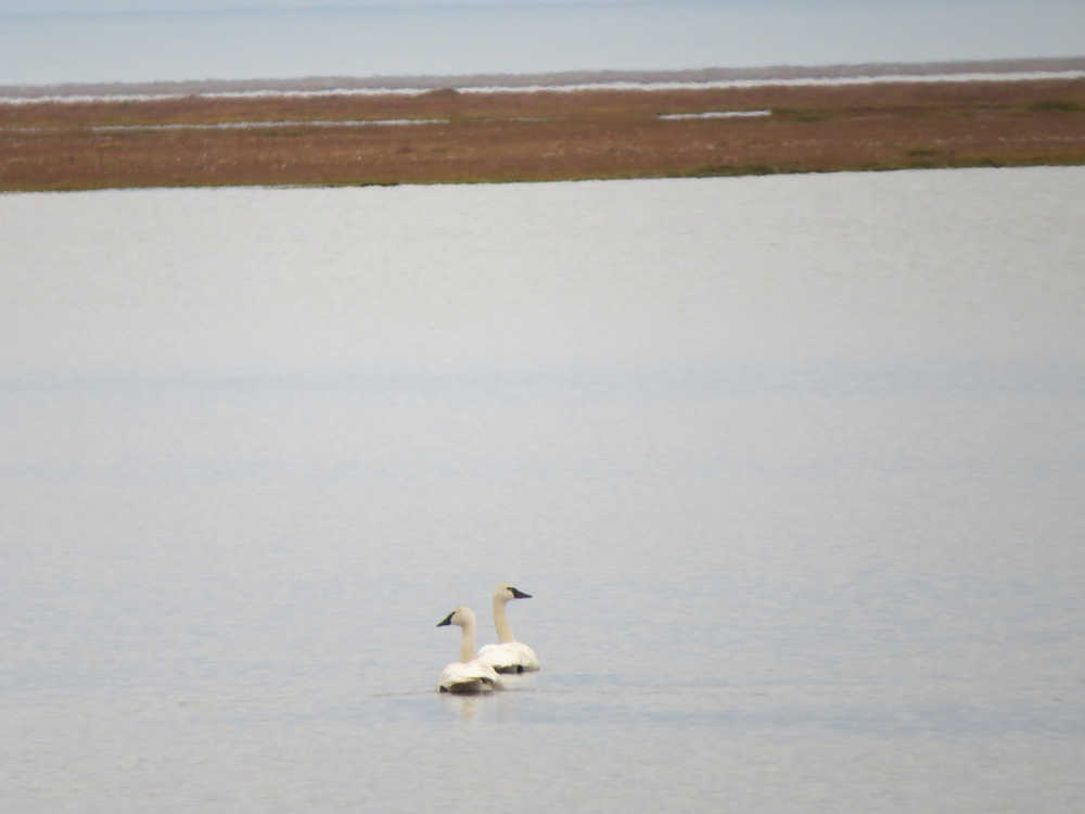 Two tundra swans on the Arctic coastal plain.