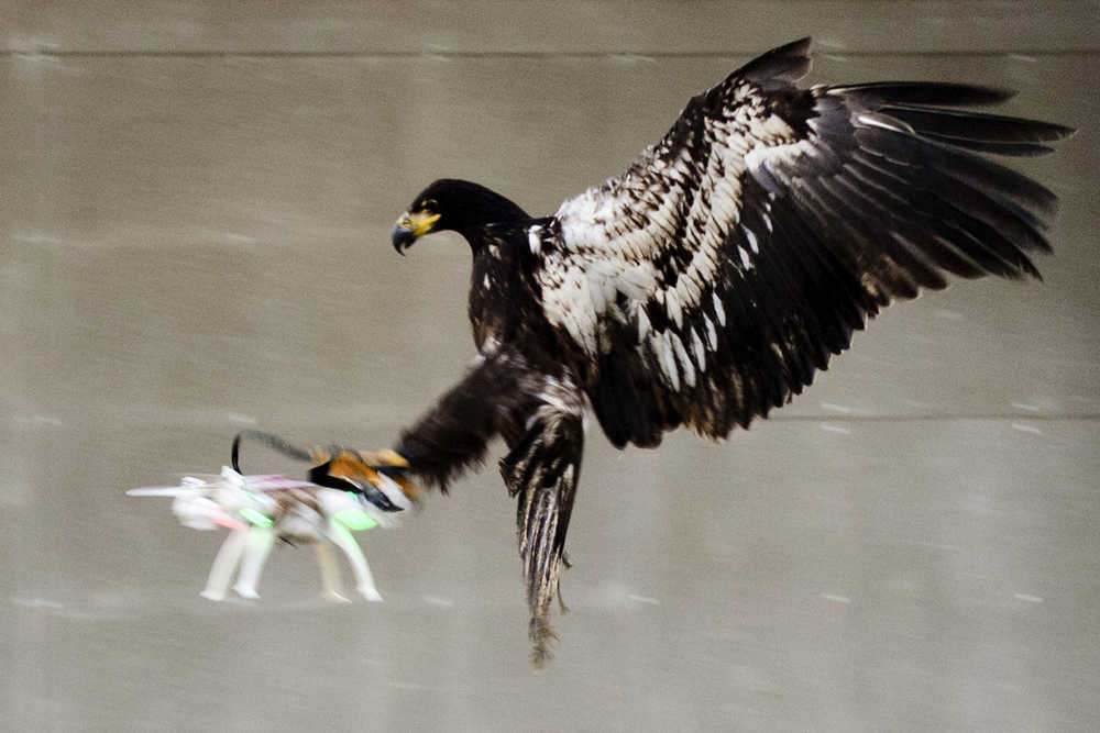 In this image released Tuesday, a trained eagle puts its claws into a flying drone.